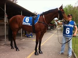 Jolie Bay at Hawkesbury races